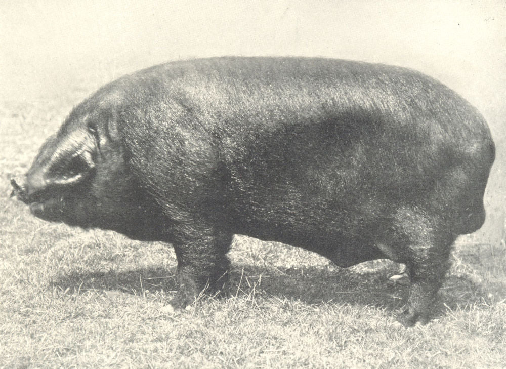 PIGS. Black Boar-